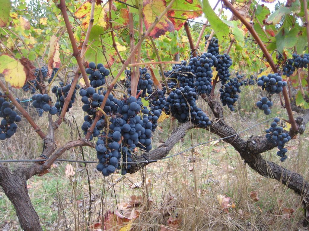 Quinta Do Mineiro-Serra Da Estrela Matanca Стая снимка